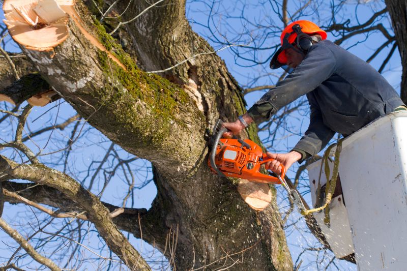 Maple Tree Removal