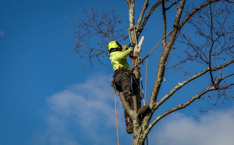 Tree Removal Equipment in Winter