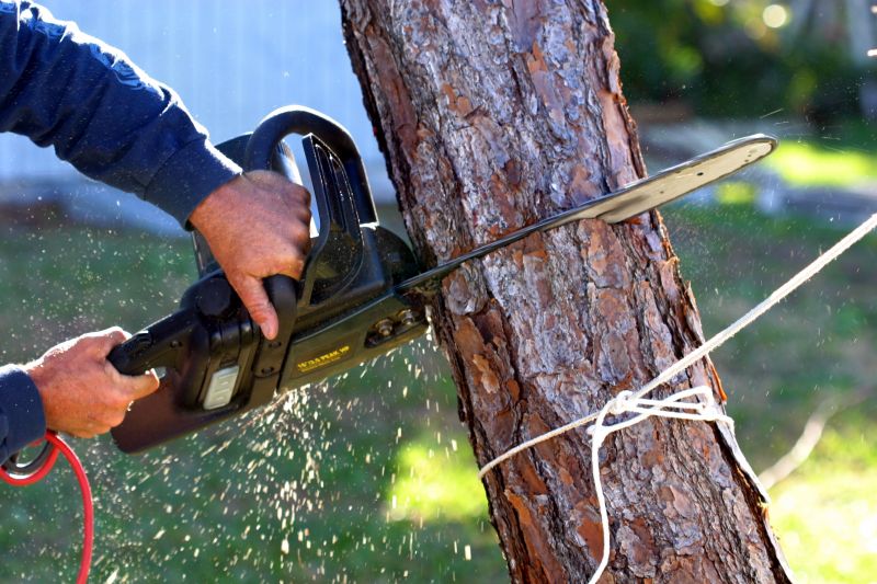 Spring Tree Cutting