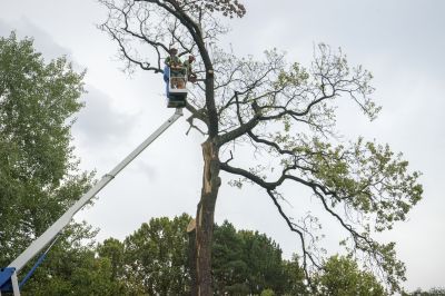 Fall Tree Removal Preparation