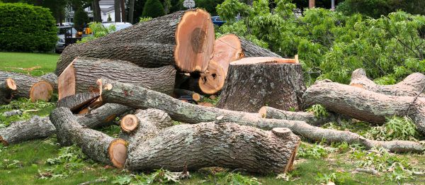 Large Tree Removal in Buford