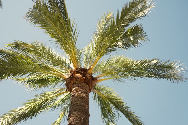 Palm Tree Removal in Buford