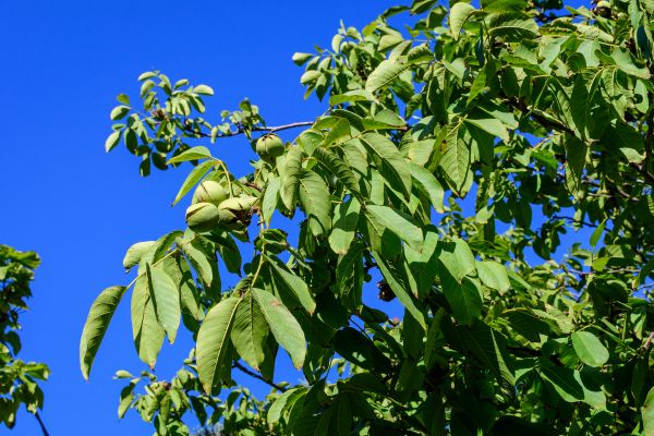 Cost of Walnut Tree Removal in Buford
