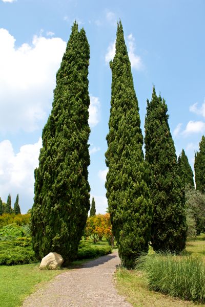 Cost of Cypress Tree Removal in Buford