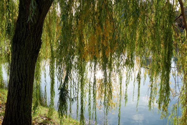 Cost of Willow Tree Removal in Buford