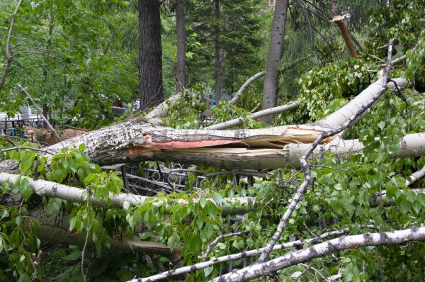 Birch Tree Removal in Buford