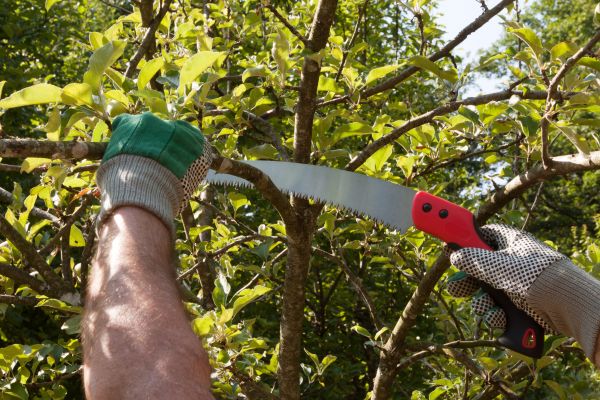 Elm Tree Removal in Buford