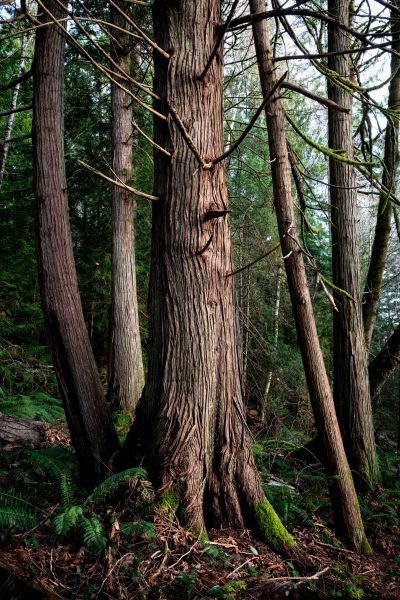 Cost of Cedar Tree Removal in Buford