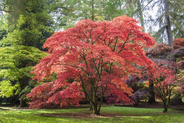 Cost of Maple Tree Removal in Buford