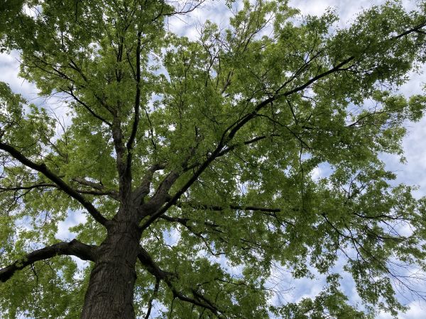 Cost of Oak Tree Removal in Buford