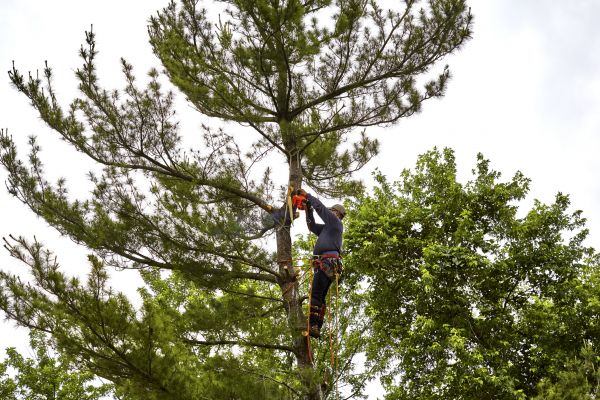 Cost of Pine Tree Removal in Buford