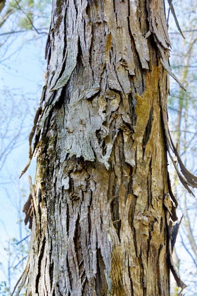 Hickory Tree Removal in Buford