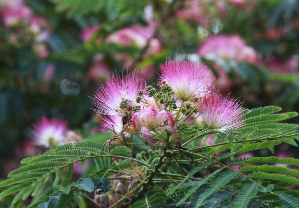Mimosa Tree Removal in Buford