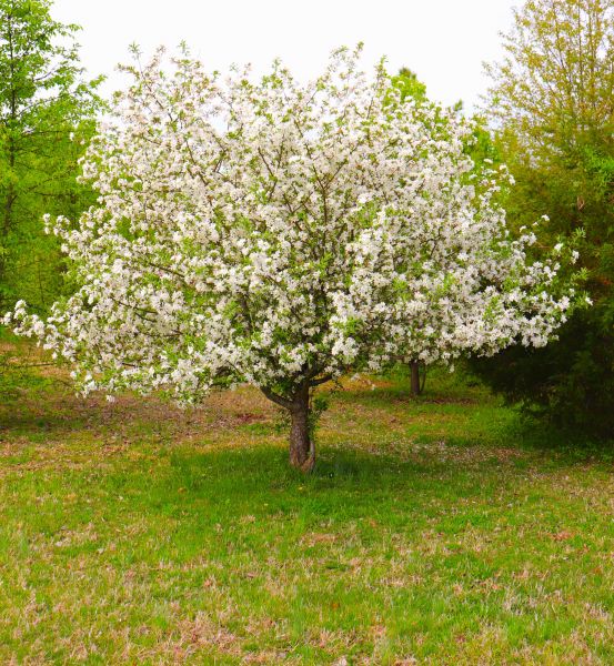 Dogwood Tree Removal in Buford