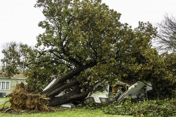 Fallen Tree Removal in Buford