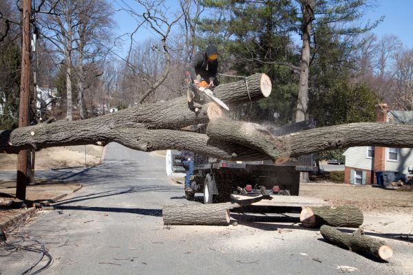Cost of Residential Tree Removal in Buford